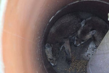 Zwei Fuchs-Welpen tagelang im Schacht gefangen: Polizei rettet sie in letzter Sekunde!