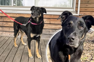 Hund durfte vier Jahre lang nicht spazieren gehen: Findet Balu endlich sein Happy End?