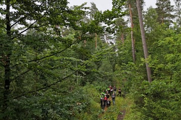 Hitze und Brände: Wie steht es um Thüringens Wälder?