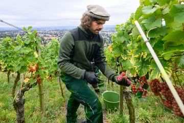 Endspurt bei Weinlese: Winzer lesen den letzten Rest