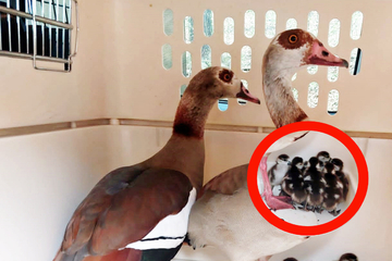 The family of geese is in great danger, but many guardian angels and police come to their rescue