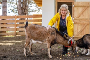 Dresden: Mit Ziegen, Hühnern und Hasen: Frau Ackermann und ihr Kuschel-Zoo für Senioren