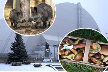 40 Jahre nach Tschernobyl-Unfall: Wo strahlt es noch im Südwesten?