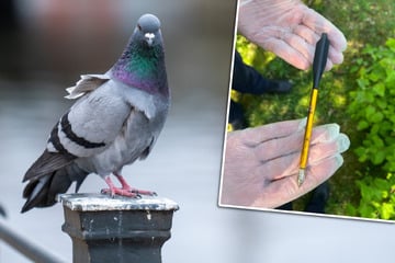 Vögel mit Armbrust hingerichtet: Polizei sucht Tauben-Töter