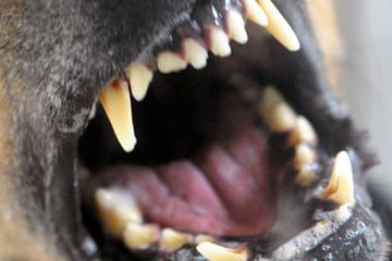 Kind (4) von Hund attackiert: Halter flüchtet!