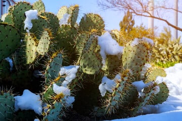 Winterharte Kakteen: Tipps, um sie im Sommer zu kultivieren