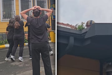Schülerinnen schießen Ball auf Dach: Was eine Möwe dann tut, erstaunt sie alle
