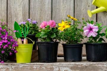 Pflanzen gießen im Urlaub: Fünf Tipps, wie Blumen überleben