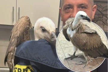 Geier legt Flugzeug lahm: Passagiere auf Kreta müssen warten