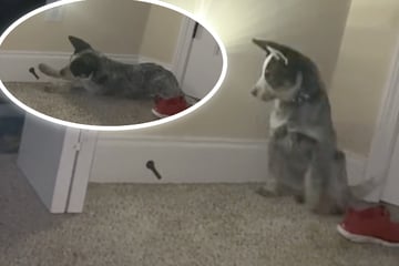 Puppy's early morning discovery hilariously drives his owners nuts!