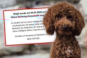 Gassirunde endet tödlich: Zwergpudel Mogli von aggressivem Hund zerbissen