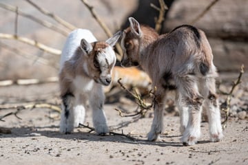 Tierpark Hagenbeck greift durch! Dieser Bereich wird geschlossen