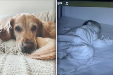 Mutter kann Golden Retriever nirgends finden: Als sie Babyfon-Video prüft, muss sie weinen