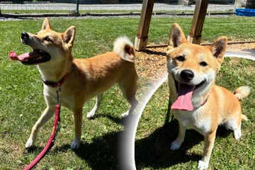 Typisch Shiba Inu! Kali sucht besondere Menschen, die ihre Hunderasse schätzen