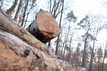 Tödliche Tragödie bei Forstarbeiten: Kind wird von Baum erschlagen