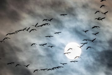 Der Zug der Kraniche hat begonnen: Bis zu 300.000 Tiere über Hessen erwartet