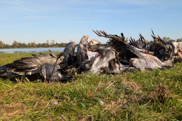 Immer mehr Verdachtsfälle von Vogelgrippe: Jetzt soll die Feuerwehr helfen