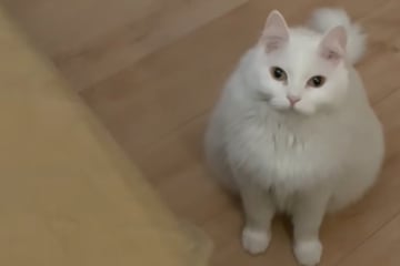 Katze kümmert sich rührend um krankes Frauchen - Was dann aber passiert, sorgt für Entsetzen