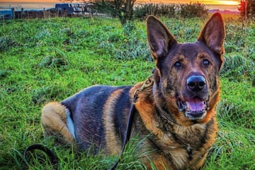 Polizeihund im Ruhestand wird auf Gassirunde zum Helden und rettet Mann das Leben