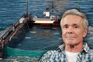 TV-Star und Umweltaktivist kritisiert Rettung von Wal "Timmy": "Der kann das nicht überleben"