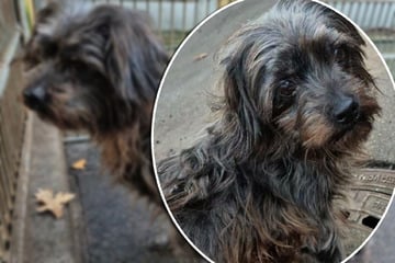 Sie hat Besseres verdient! Darum landete die liebenswerte Lilly im Tierheim