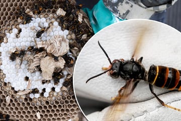 Bienen-Killer könnten es sich auch in Sachsen gemütlich machen
