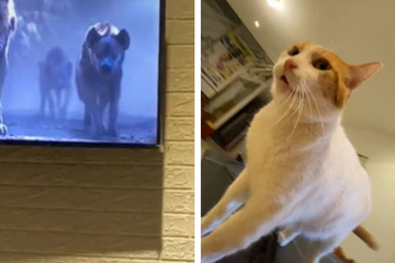 Katze sieht Hyänen im TV: Was sie daraufhin tut, sorgt für mächtig Gelächter