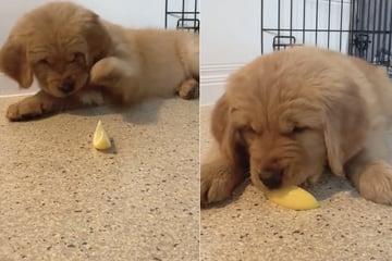 Golden-Retriever-Welpe probiert zum ersten Mal eine Zitrone: Wie er reagiert, sorgt für Lachtränen