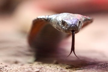 Schlange in der Hose: Deutscher Urlauber stirbt im Ägypten-Urlaub