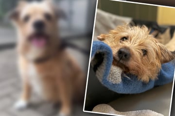 Kleine Hundedame wird im Tierheim ständig übersehen: "Mich beachtet ohnehin niemand"