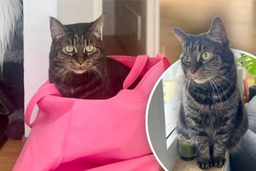 Geliebtes Frauchen muss ins Pflegeheim: Was wird nun aus Katze Sila?