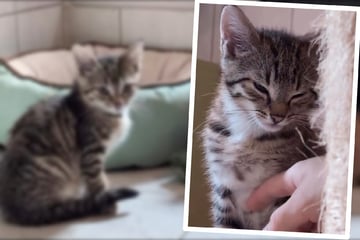 Katzenfamilie lebte unter einer Palette: Drei Kitten warten auf ihr Happy End