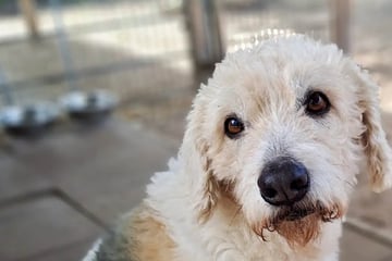 Er hat es faustdick hinter den Ohren: Wer traut sich Hund Milou zu?