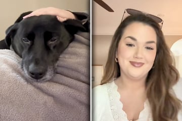 Frauchen räumt auf: Als sie sieht, was ihr Hund getan hat, zerfließt ihr Herz