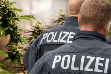 Chemnitz: Verrückter Zufalls-Fund: Chemnitzer Polizei entdeckt große Indoor-Cannabis-Plantage