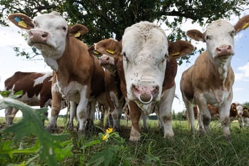 Wo sind die Kühe hin? 70 Rinder verschwinden spurlos von Weide