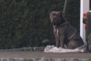 American Bully beißt Herrchen (†33) tot: Hund darf weiterleben