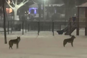 Frau geht mit Hund raus in den Park: Plötzlich hört sie ein gruseliges Geräusch