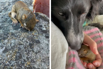 Hund rettet Baby-Eichhörnchen: Was dann geschieht, lässt Tränen fließen