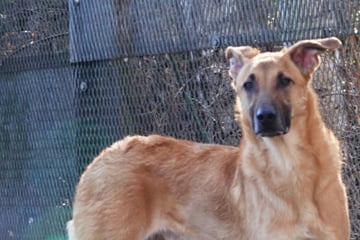 Hund Hank hatte ein Zuhause - bis ein Gentest sein ganzes Leben auf den Kopf stellte