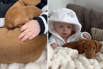 Dachshund puppy's sweet relationship with baby has TikTokers weeping