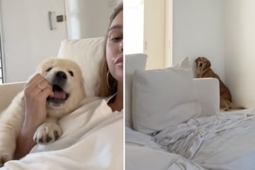 Dog's dramatic reaction to tiny puppy has TikTokers rolling with laughter!