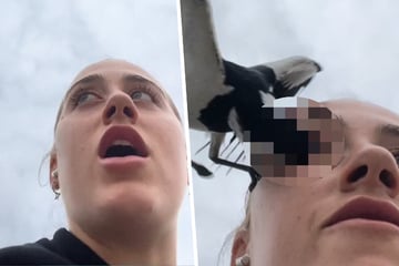 Vogel attackiert Frau: Dann tut er das Undenkbare