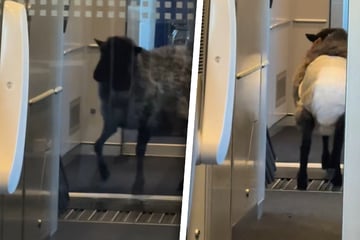 Tierisch verrückt: Ungewöhnlicher "Passagier" sorgt für Aufsehen