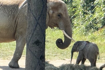 Opel-Zoo: Elefantenbaby "Kaja" erkundet Außengehege