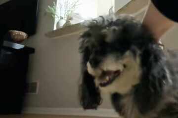 Frau verabschiedet sich von Hund: Was dann passiert, erschreckt sie "zu Tode"