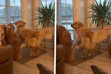 Golden retriever can't contain his excitement about playing with doggy pal!