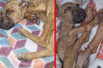 Puppy left for dead on streets of New Jersey shows incredible will to live