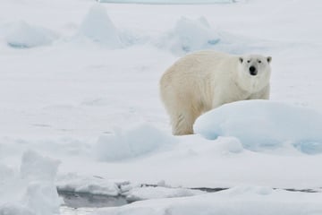 Angriff auf Einwohner verhindert: Eisbär auf Spitzbergen erschossen
