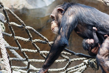 Aufregung im Zoo Leipzig nach Schimpansen-Geburt: "Wir haben Blutflecke gesehen"